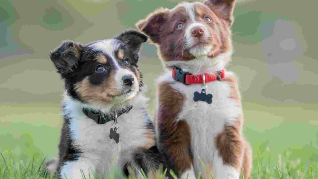 how old should puppies be to go outside