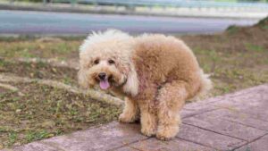 How To Get Rid Of Dog Poop In Yard [5 Essential Steps]