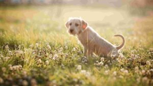 How To Get Rid Of Dog Urine Smell In Backyard [A Quick Guide]