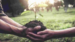 How To Grow A Forest In Your Backyard [A Comprehensive Guide]