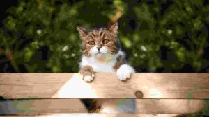 How To Keep A Cat From Jumping A Fence [6 Effective Methods]