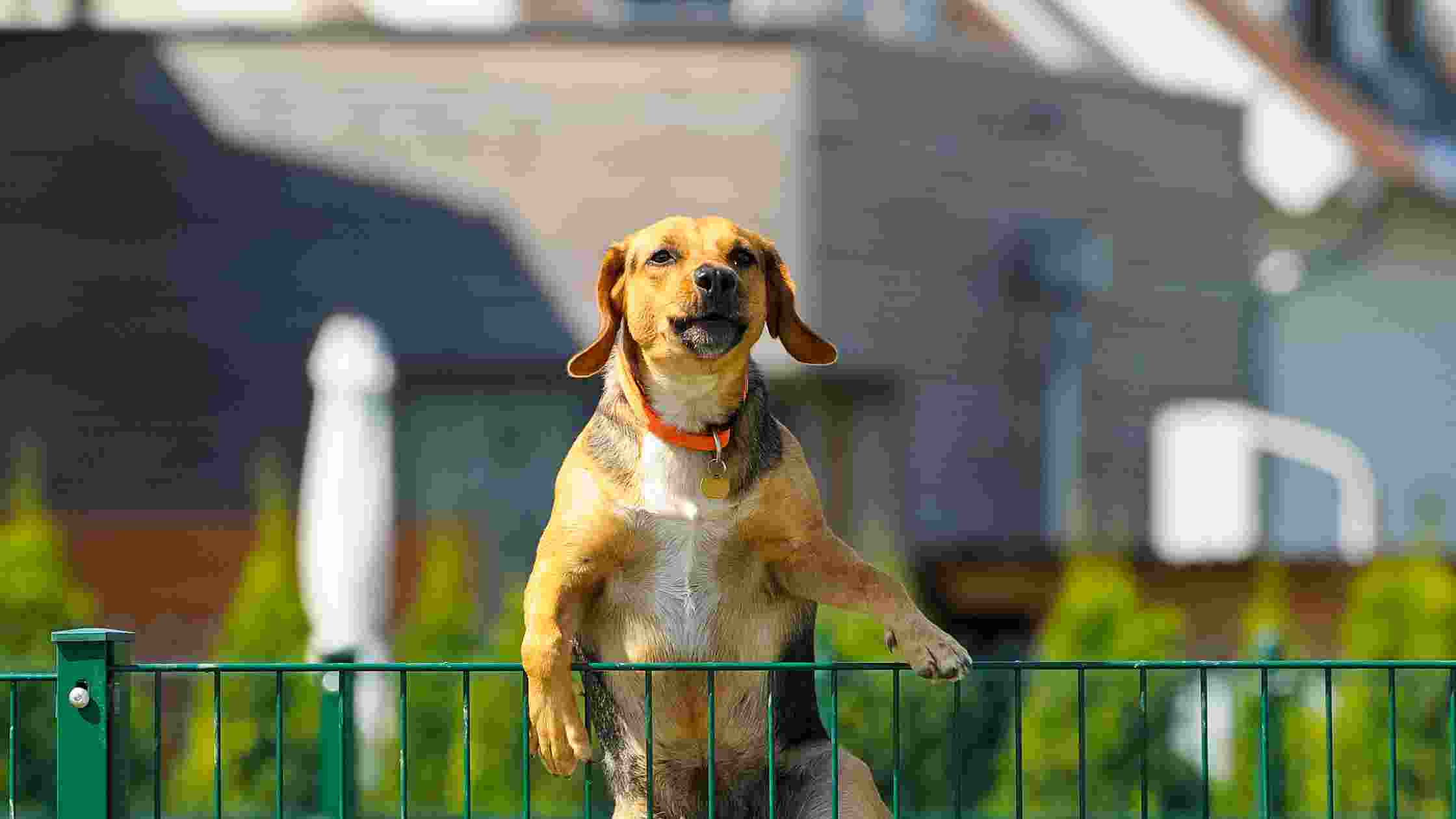 How To Keep A Dog From Jumping The Fence [Effective Strategies]