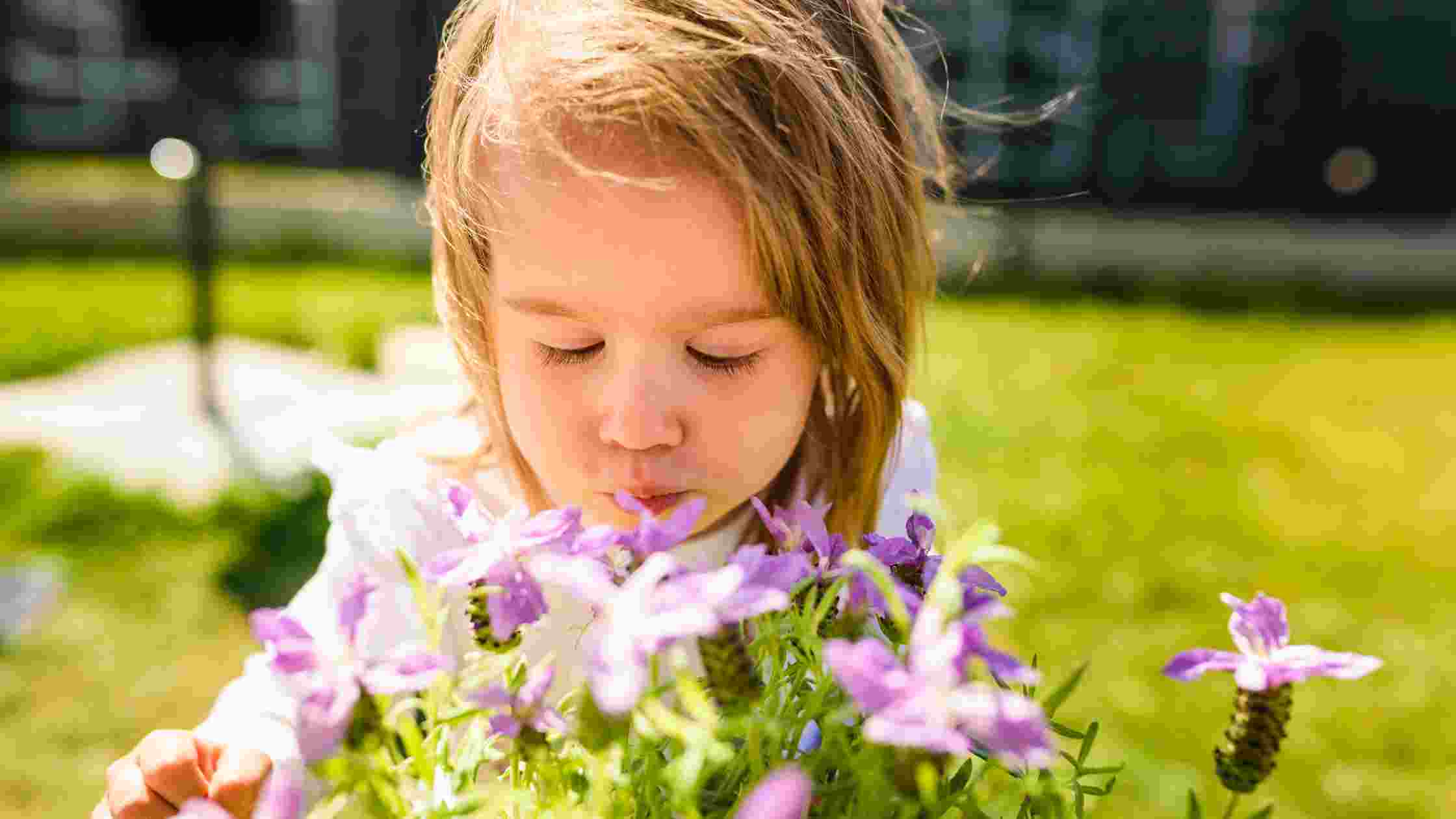 how-to-make-your-backyard-smell-better-42-plants-and-herbs