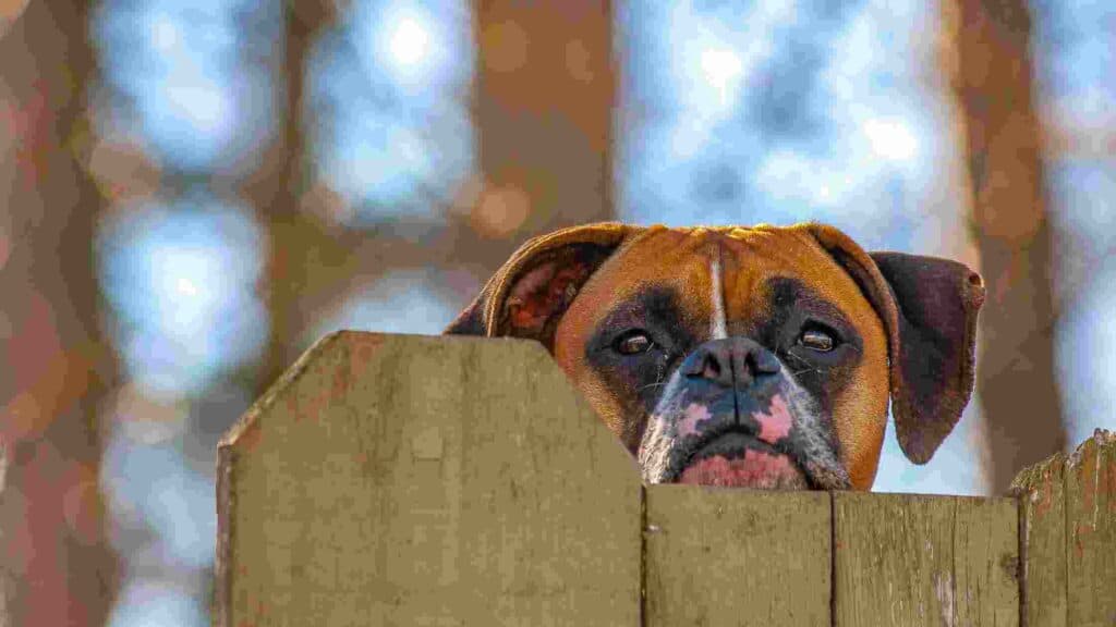 how to stop a dog from digging under a fence