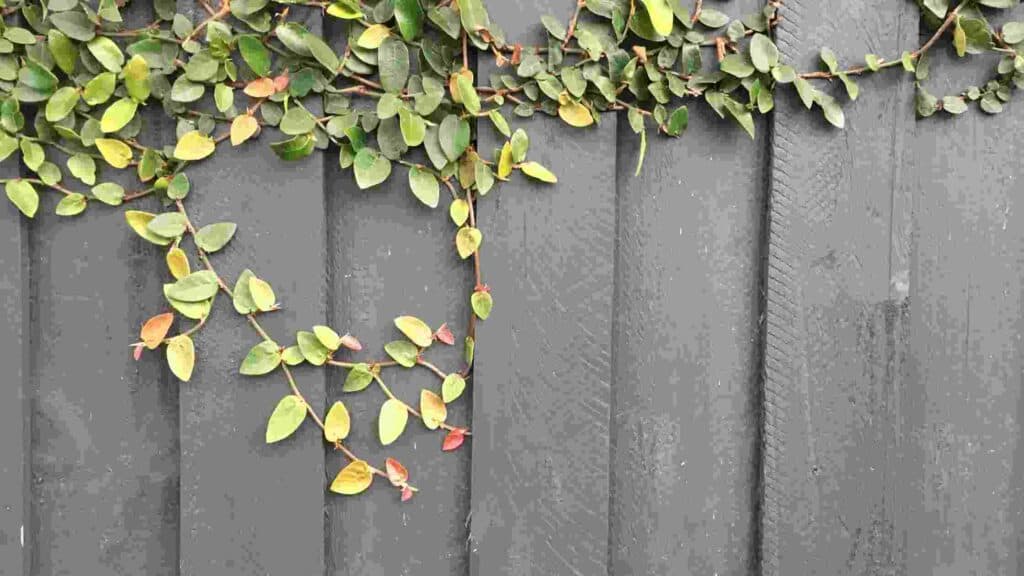 what plants are good along a fence