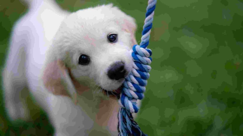 when can i take my puppy for a walk around the block