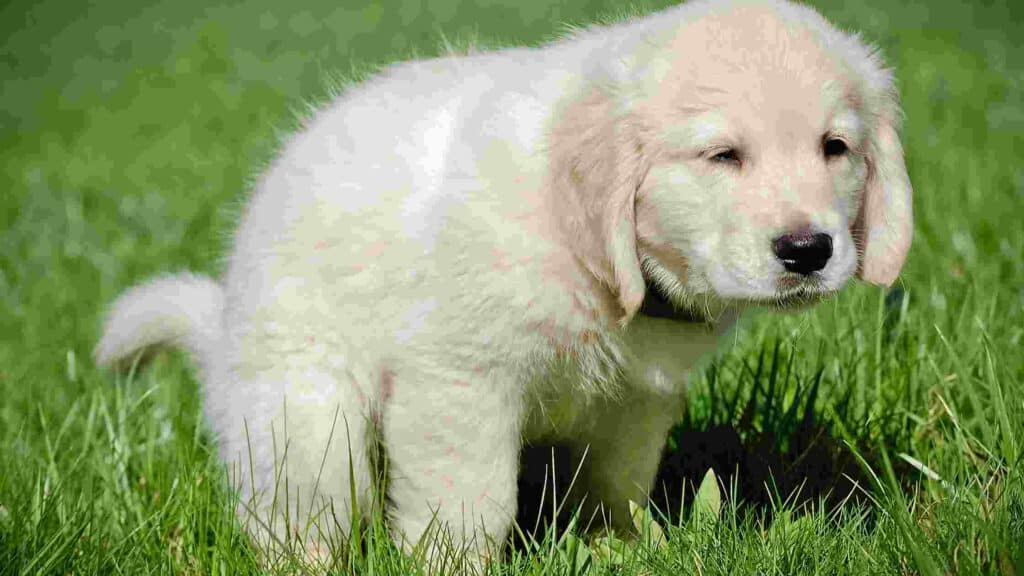 when can puppies go in the backyard