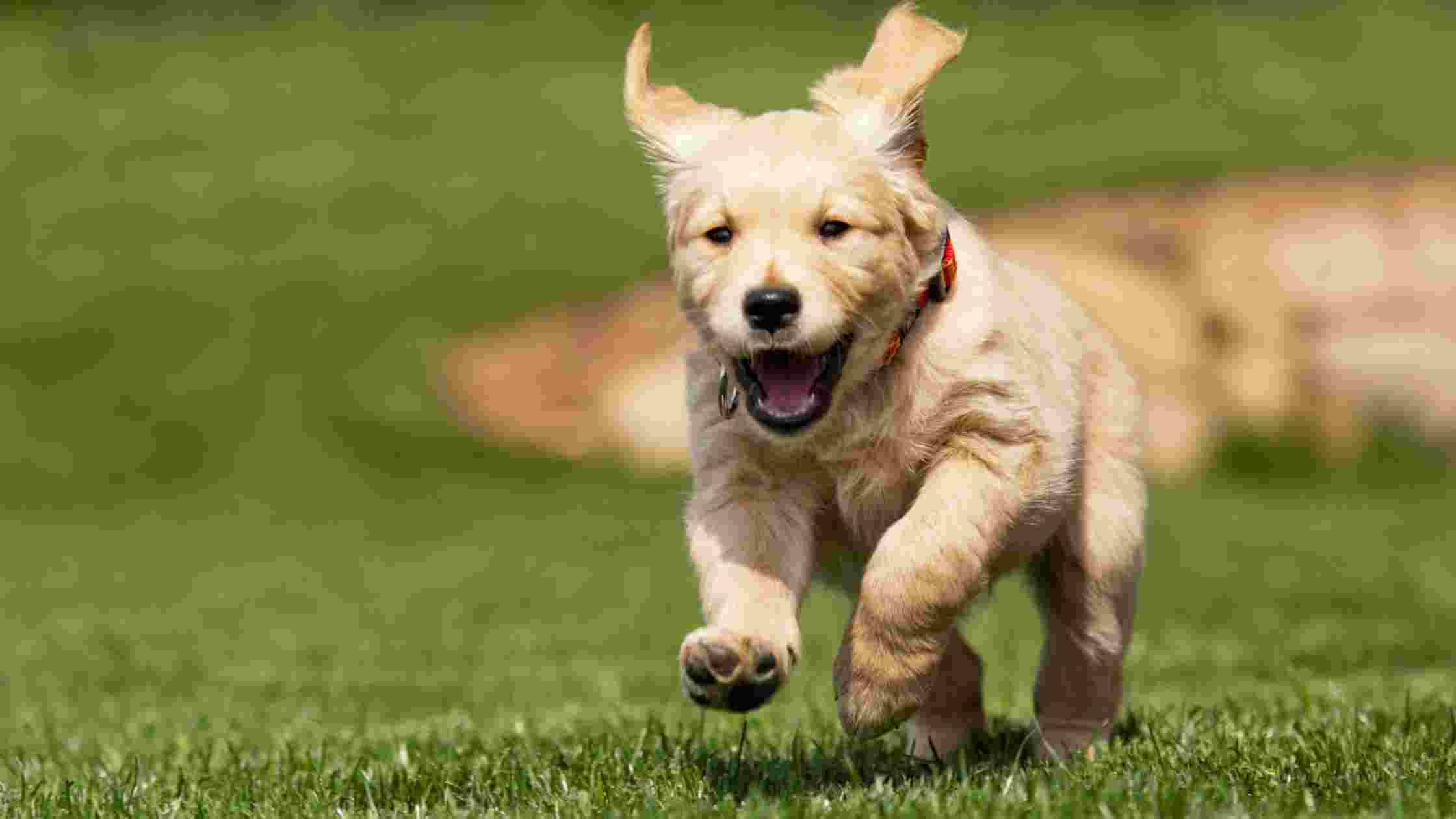 When Can Puppies Go Outside In The Yard? [Right Age For Safety]