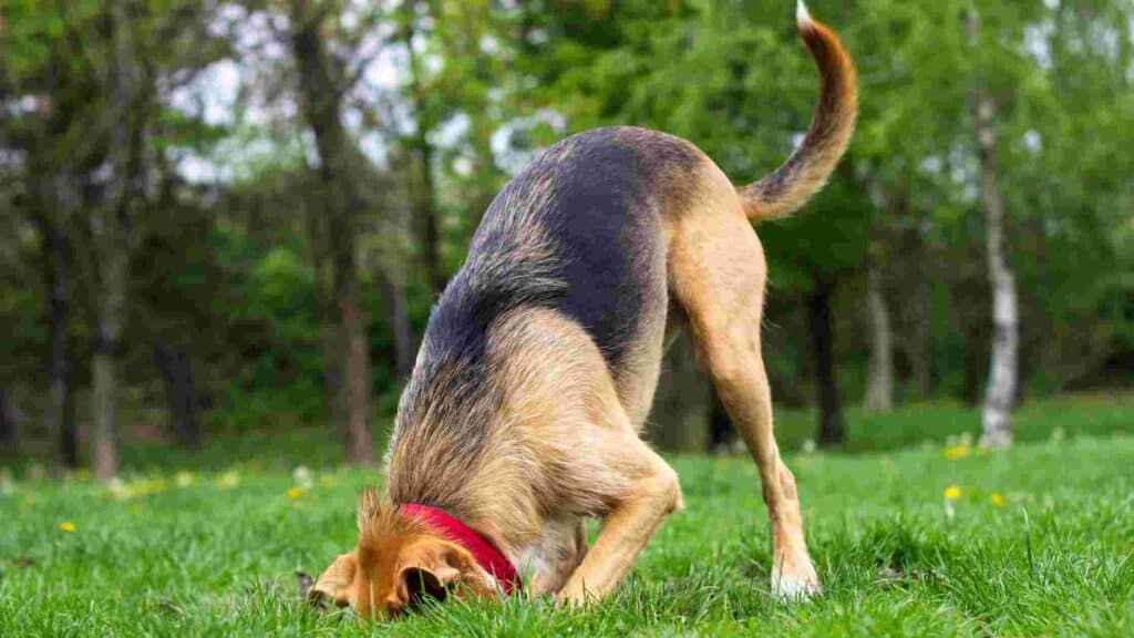 why do dogs dig holes