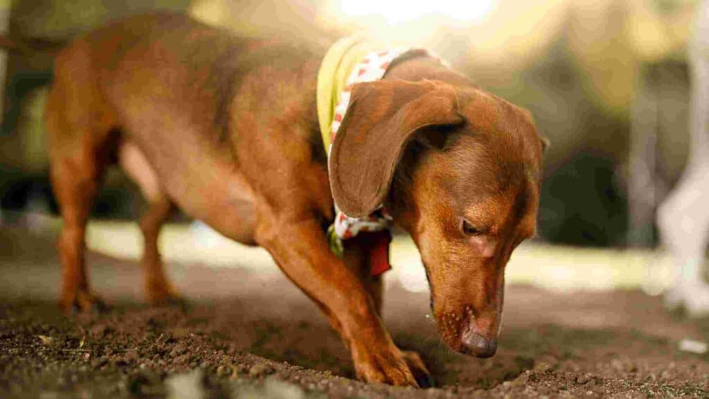 why do dogs dig holes in the backyard
