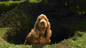 Why Do Dogs Dig Holes In The Yard? [6 Reasons You Didn’t Know]
