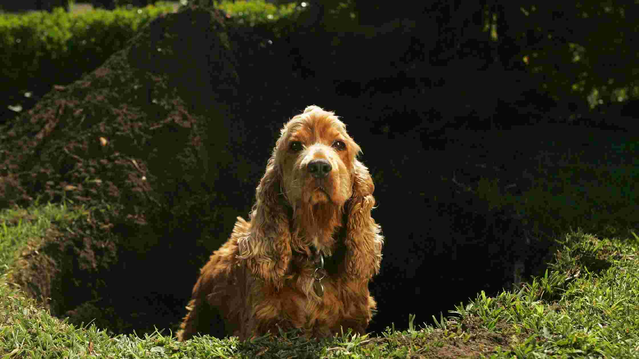 Why Do Dogs Dig Holes In The Yard? [6 Reasons You Didn’t Know]