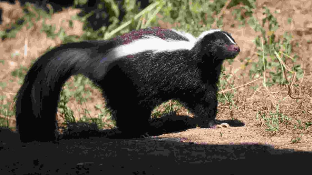 will a fence keep a skunk out
