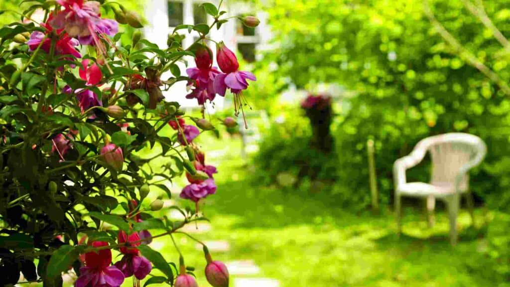 how to make your backyard private cheap