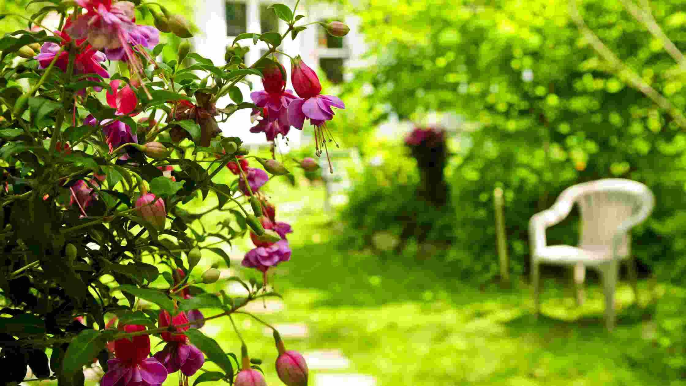 How To Make Your Backyard Private Cheap DIY Ideas