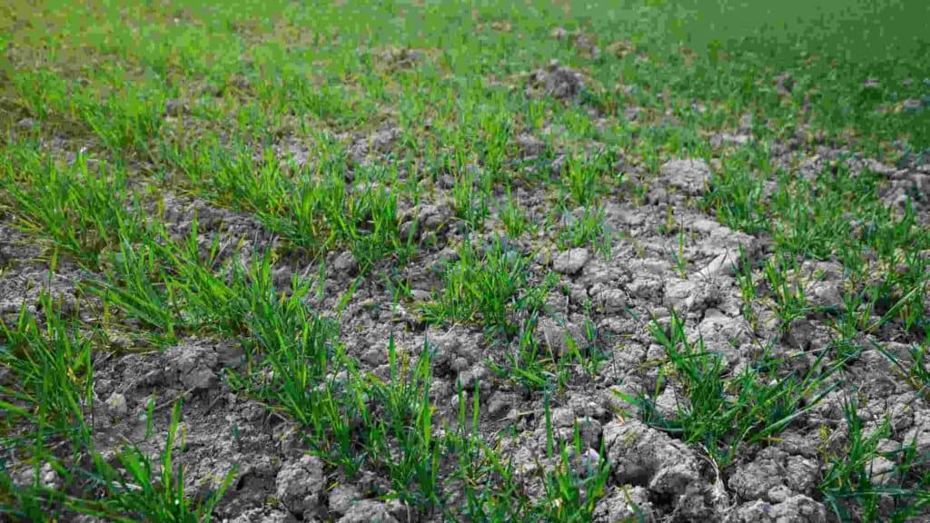 where can you find clay soil