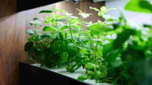 Best Cheap Grow Lights For Indoor Gardening In 2026