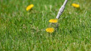 Best Dandelion Killers: Top 5 Picks for Weed Control