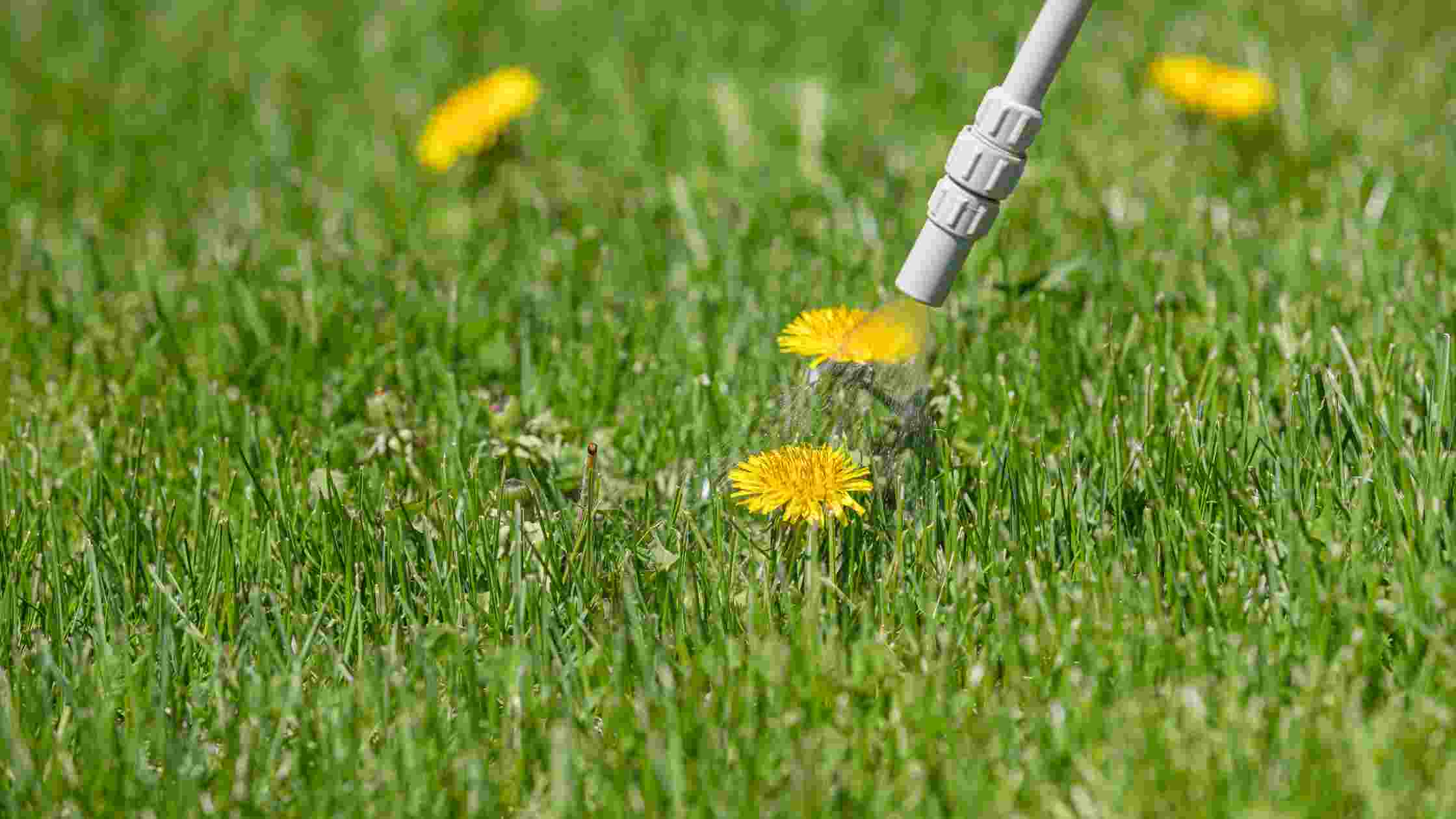 Best Dandelion Killers Top 5 Picks for Weed Control in 2024 SkilledHub