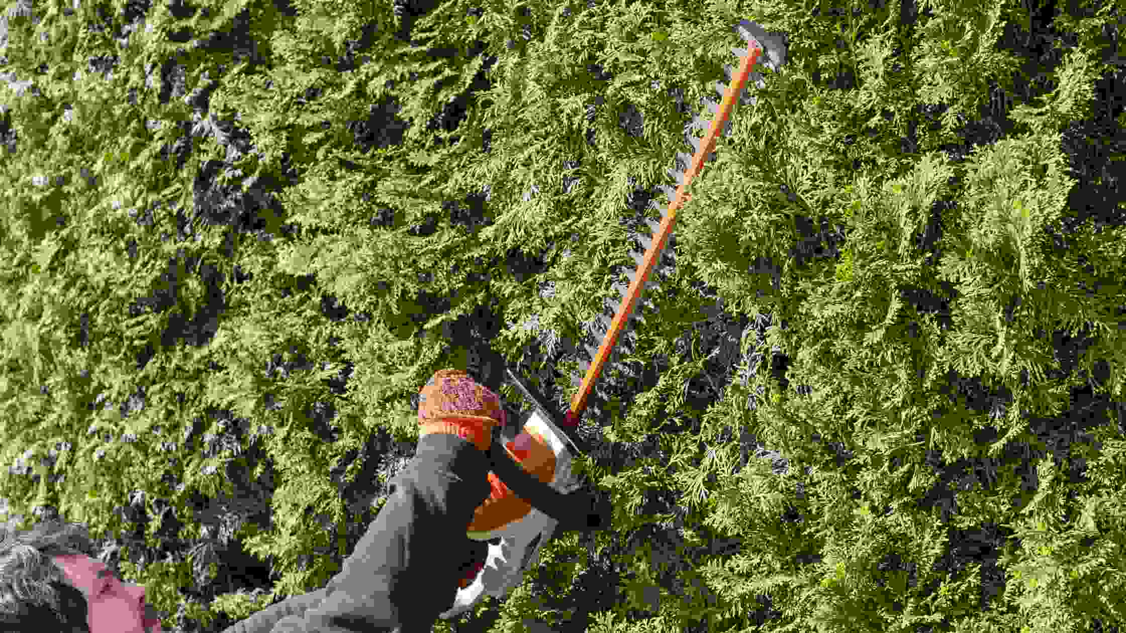 5 Best Electric Hedge Trimmers For A Perfectly Manicured Yard