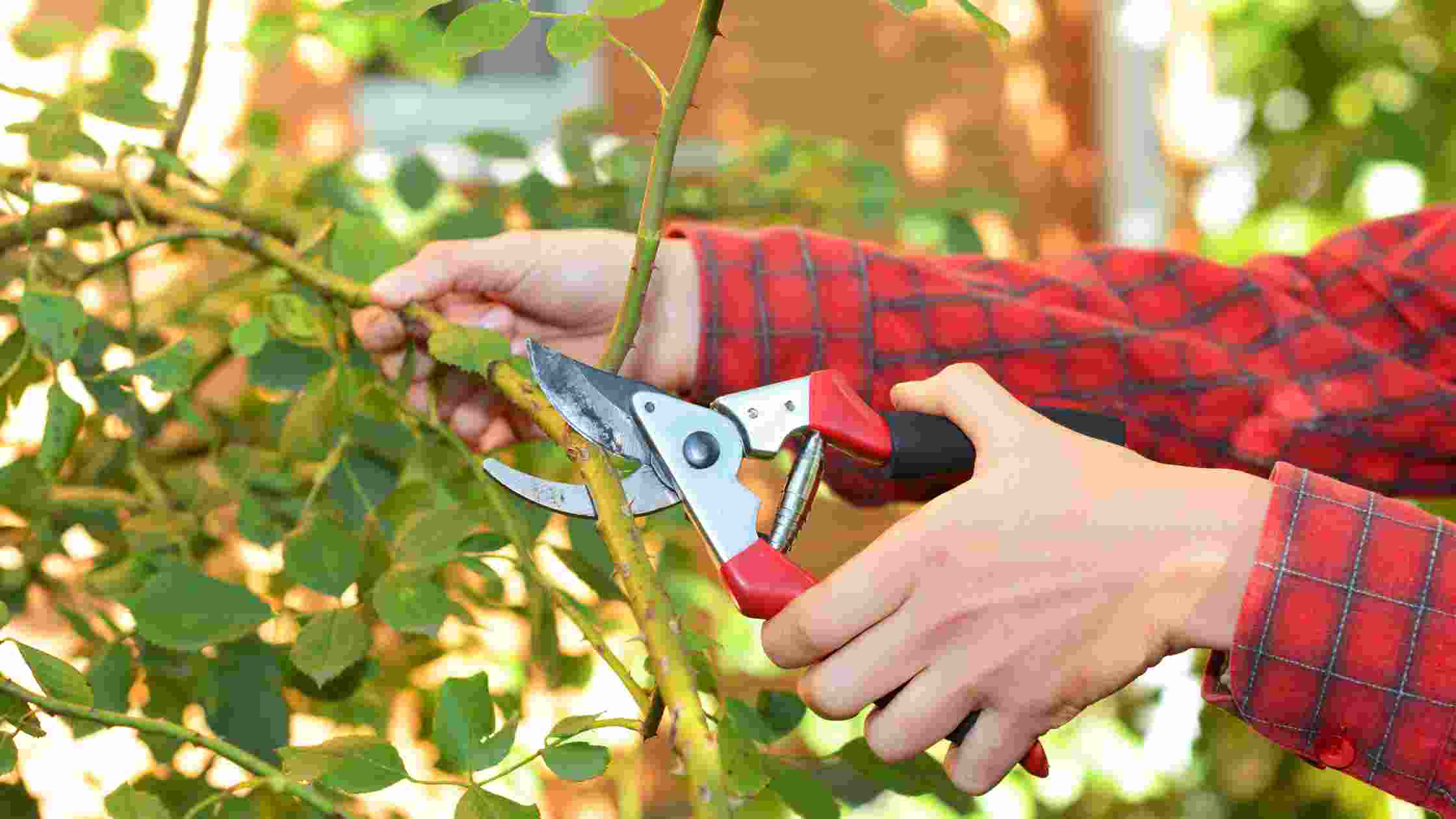 5 Best Garden Scissors For Pruning And Trimming In 2024