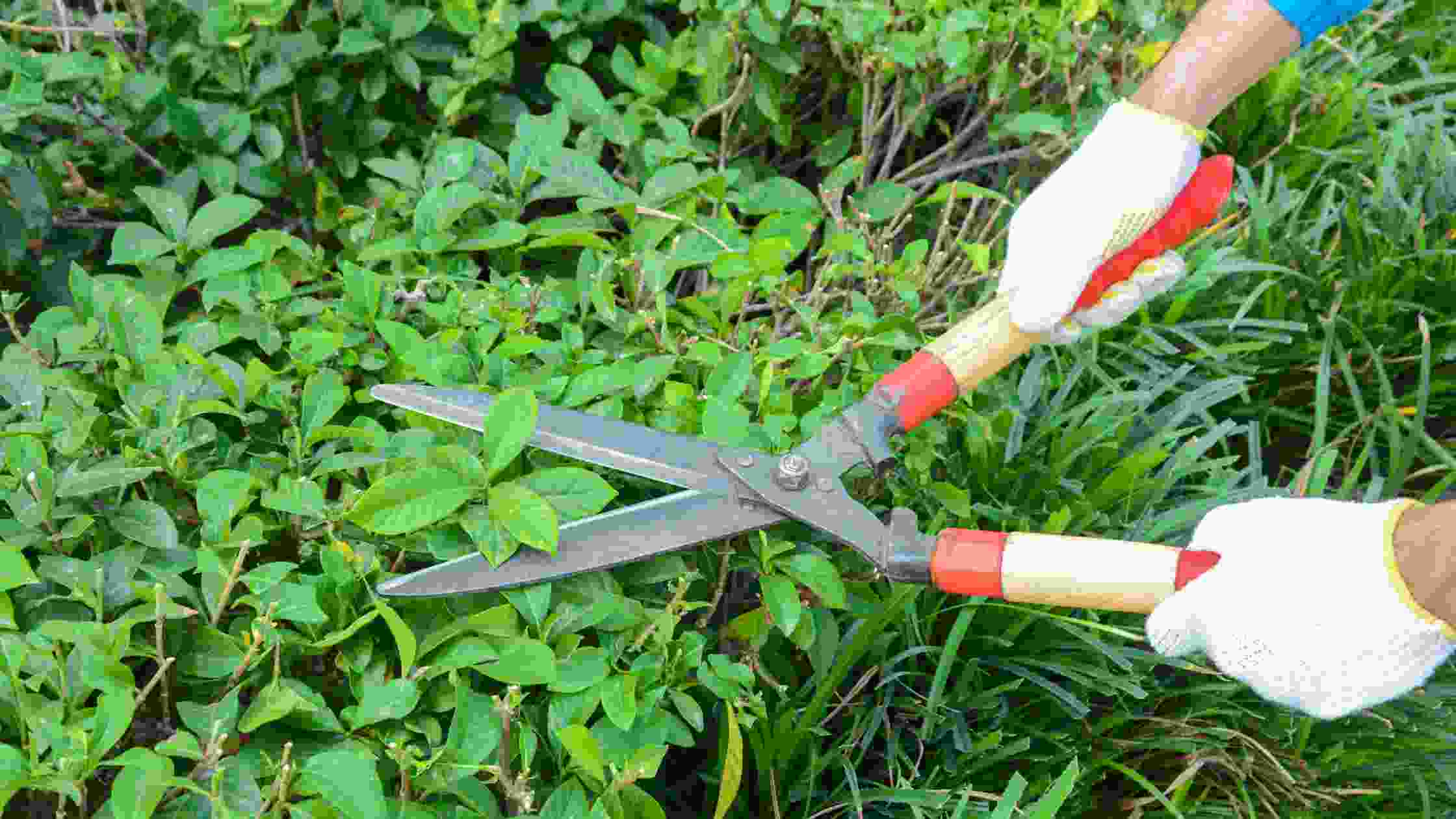 5 Best Grass Shears For A Perfect Lawn Cut In 2024