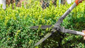 Best Hedge Shears For Pruning Your Garden In 2026