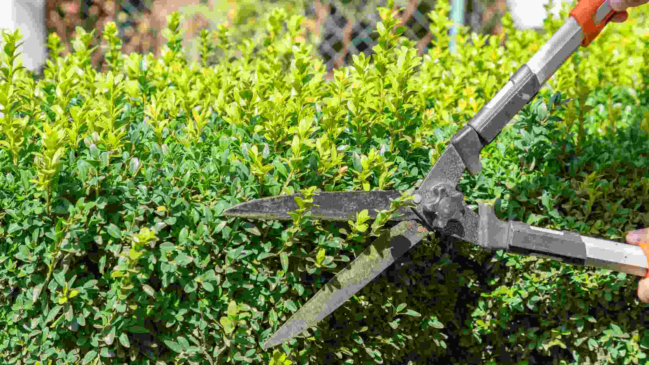 5 Best Hedge Shears For Pruning Your Garden In 2024