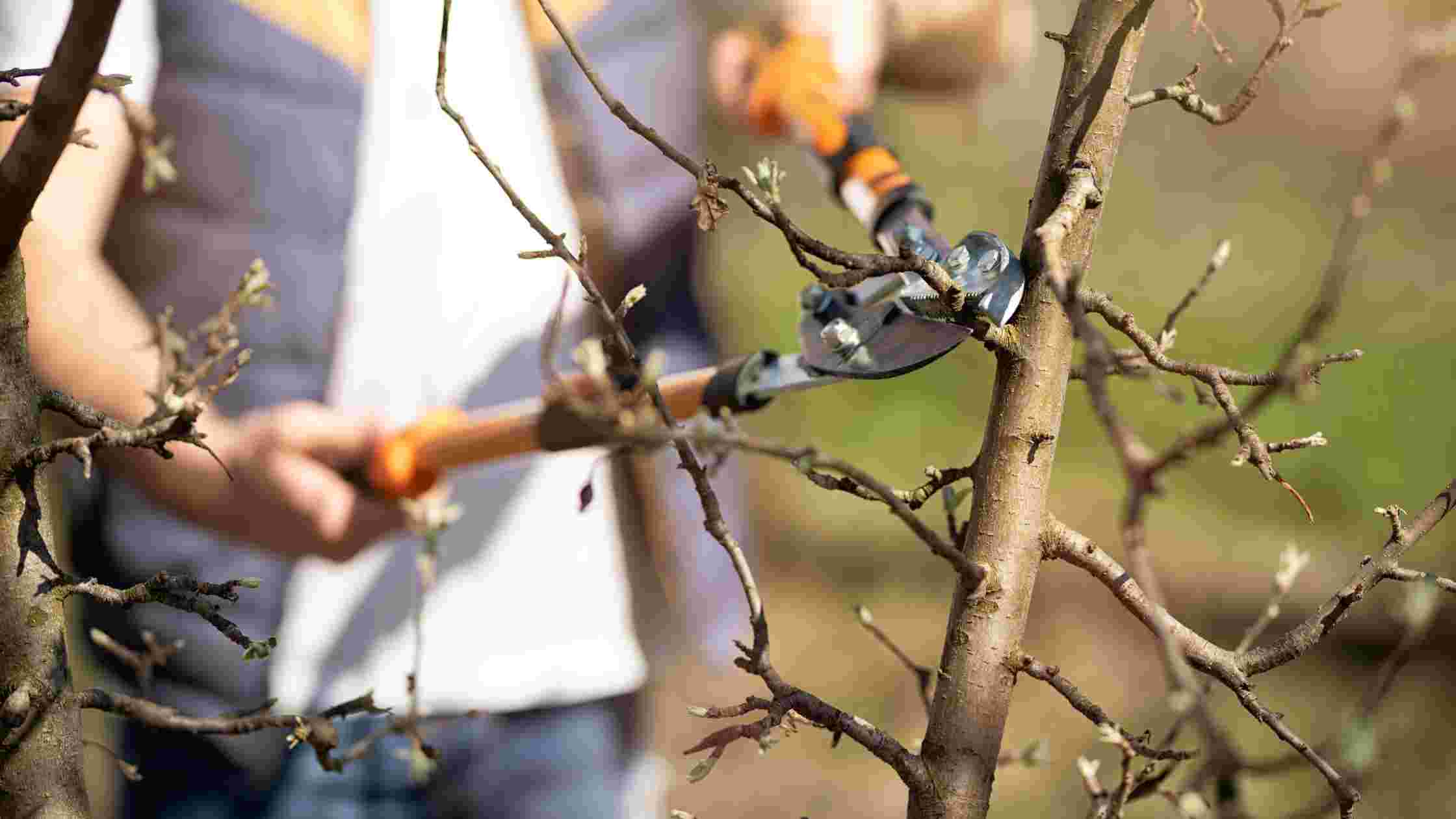 Best Long Handled Lawn Shears For Effortless Lawn Maintenance SkilledHub