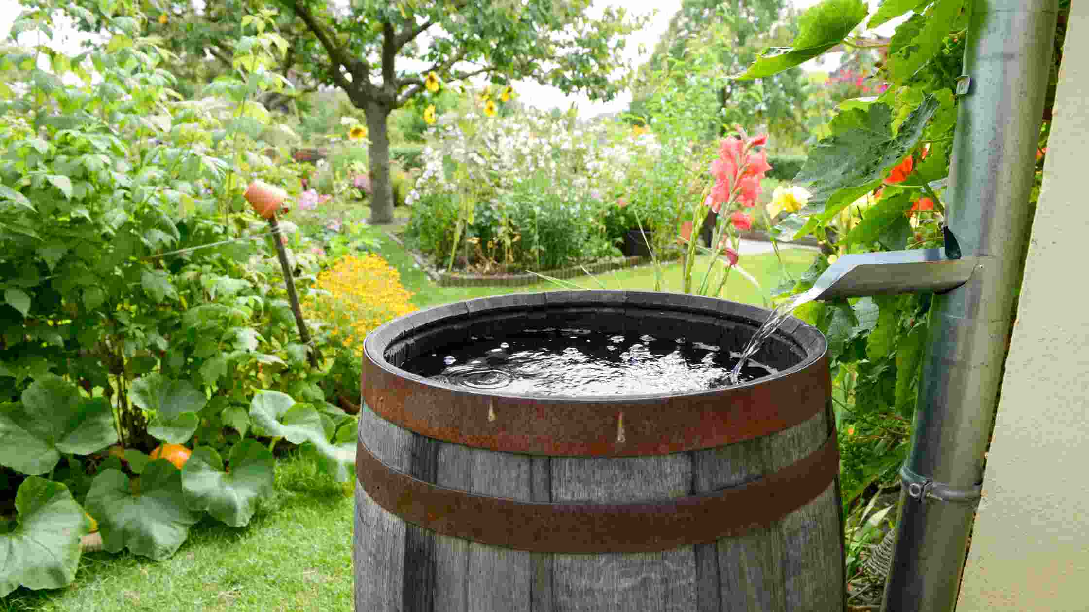 5 Best Rain Barrels for Water Conservation in 2024 - SkilledHub