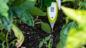 Best Soil Moisture Meters for Accurate Plant Watering