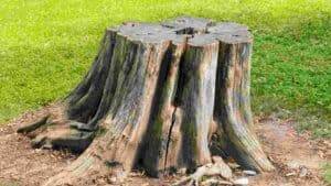 Best Tree Stump Killer: Top 5 Products to Remove Stumps