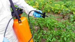Best Weed Killer for Lawns: Top 5 Picks to be Weed-Free