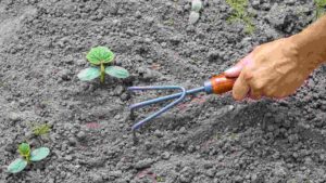 Best Weeding Tool: Top 5 Picks for Your Garden