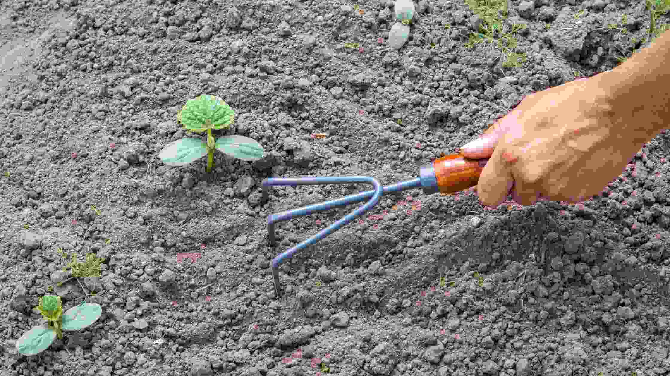 Best Weeding Tool Top 5 Picks for Your Garden in 2024 SkilledHub