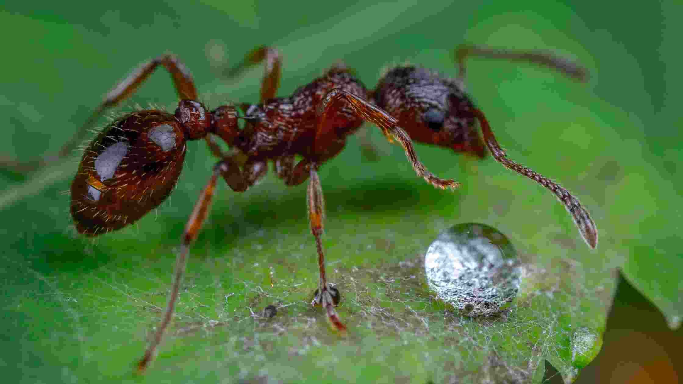 Best Ant Killers: Top 5 Products to Get Rid of Ants in Your Home ...