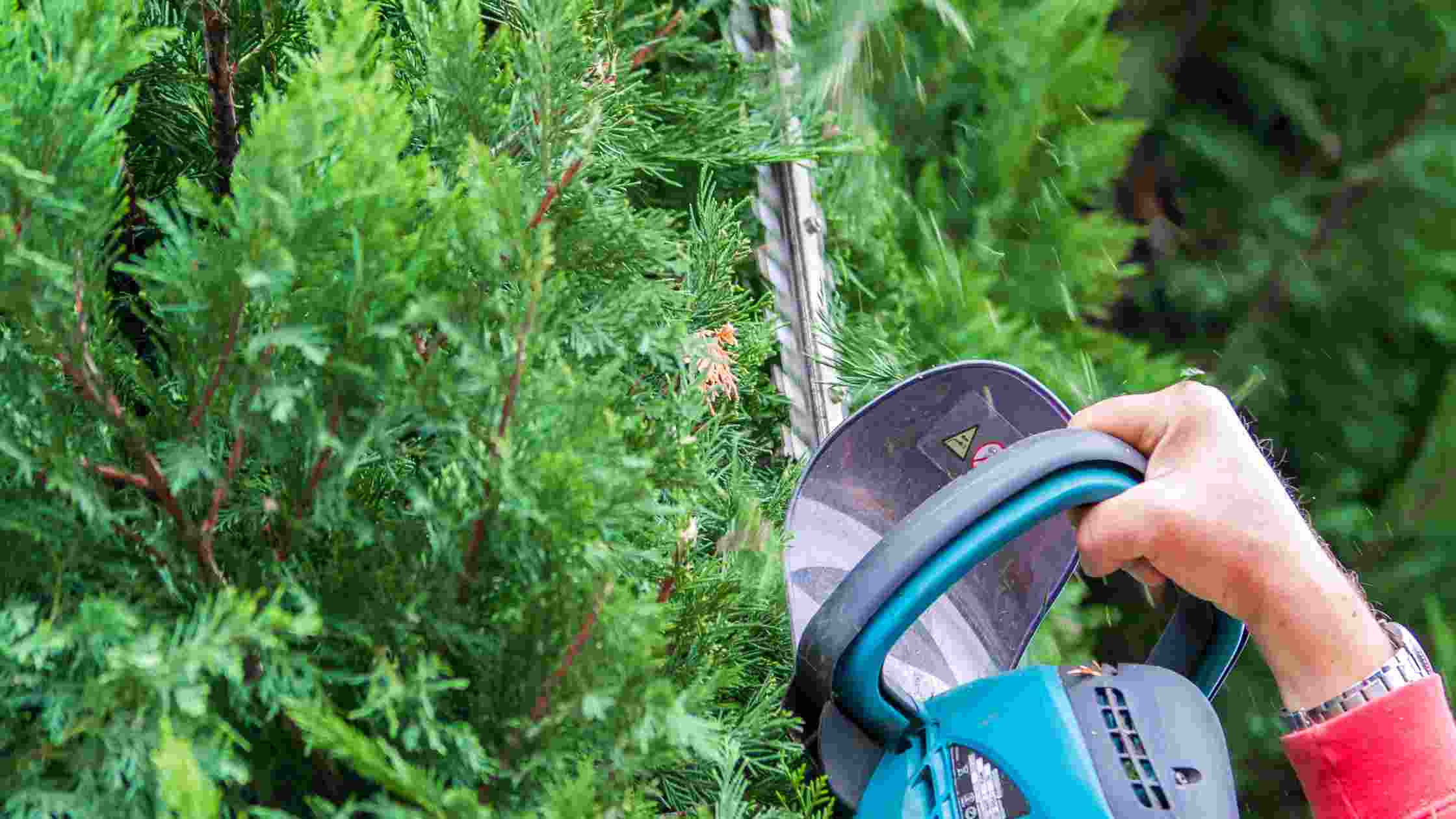 Best Hedge Trimmer for Thick Branches Top 5 Picks SkilledHub