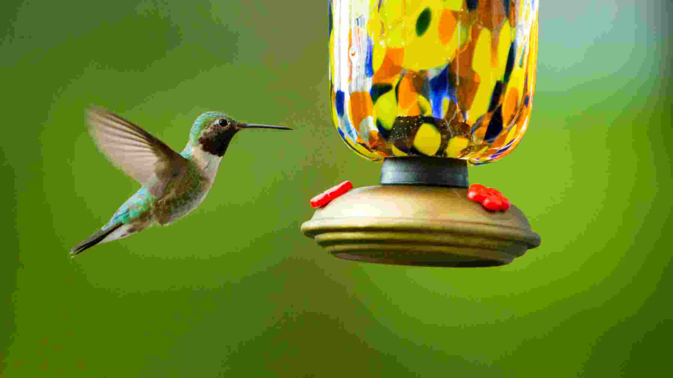 Best Hummingbird Feeders for Your Garden: Top 5 Picks in 2024 - SkilledHub