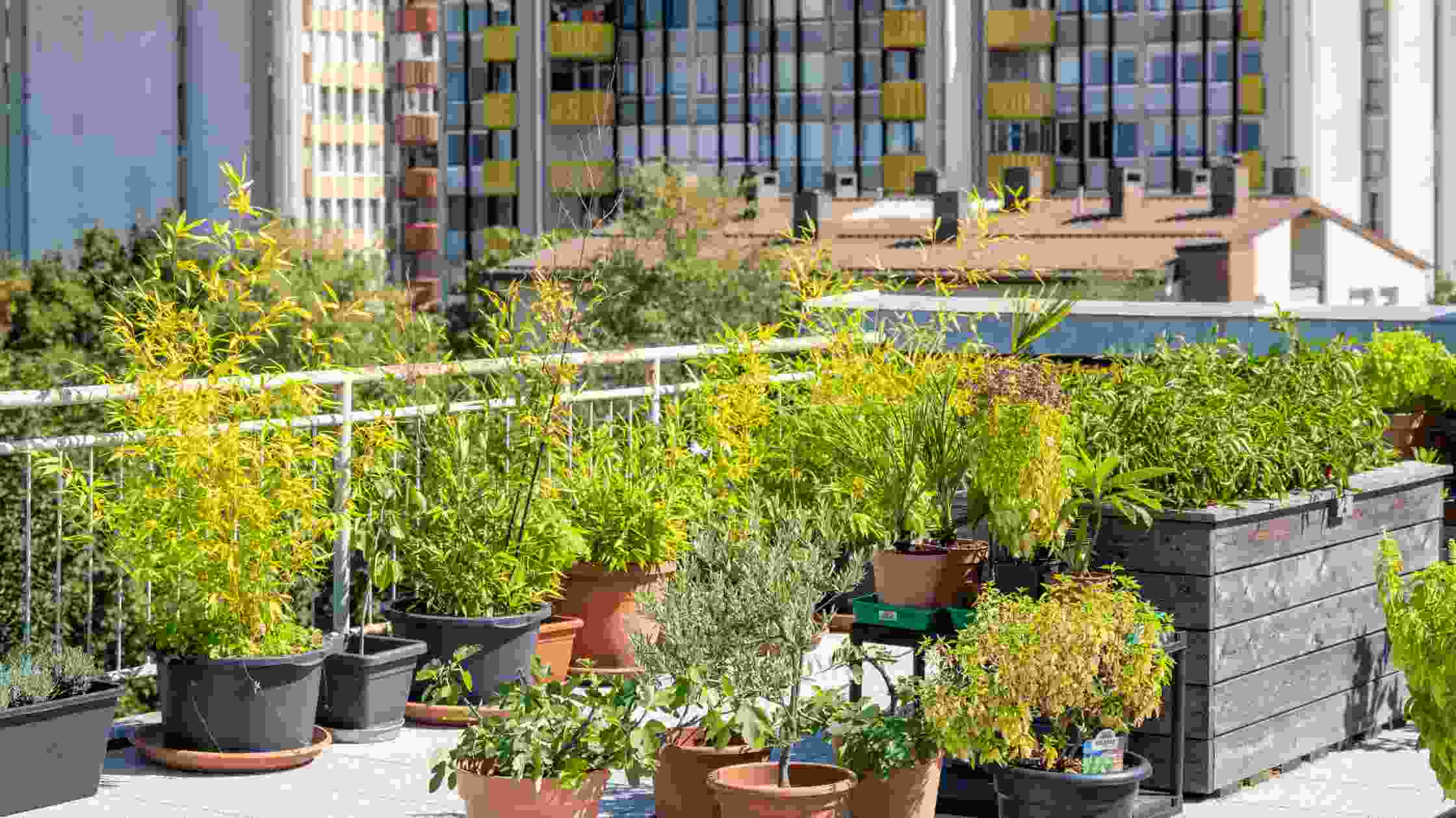 Best Rooftop Garden Ideas for Urban Spaces: Top 4 Products