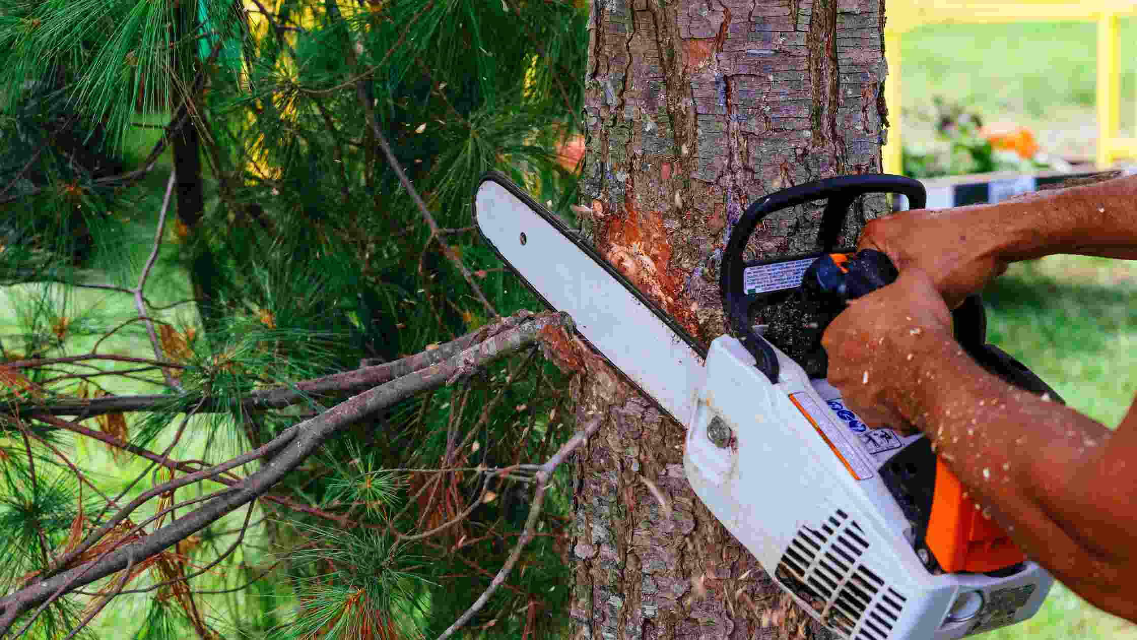 Best Small Chainsaw for Limbing Top 5 Picks for 2024 SkilledHub