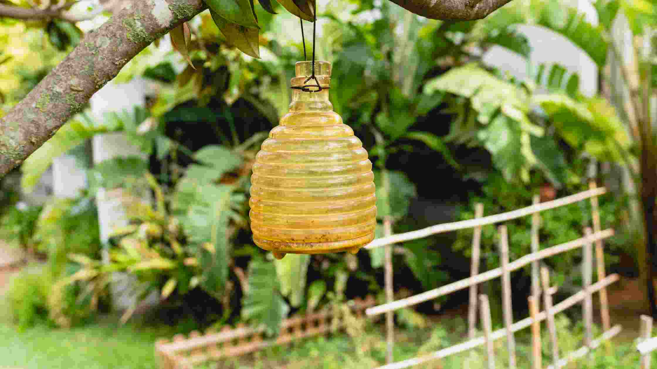 Best Wasp Trap Top 5 Traps to Keep You WaspFree in 2024 SkilledHub